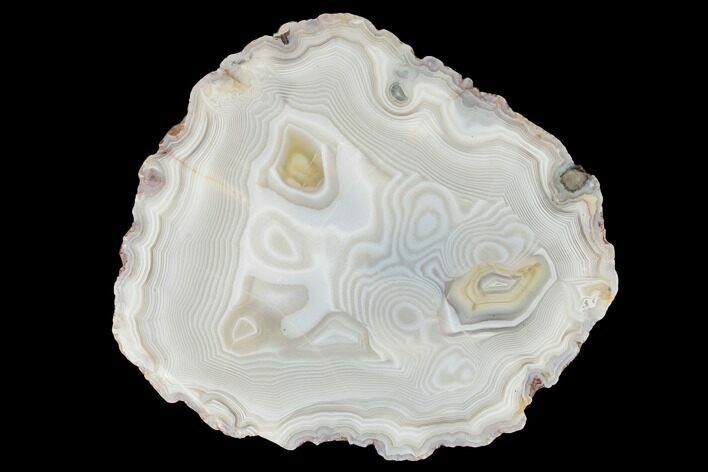 Polished Banded Agate with Wegeler Effect - Morocco #187234